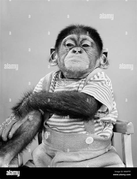 1950s 1960s CHIMPANZEE WEARING HUMAN CLOTHES SMUG FACIAL EXPRESSION ...