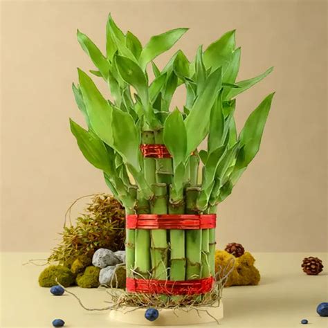 Indoor Plants Online in India | Starts @ ₹59 – Plant Orbit