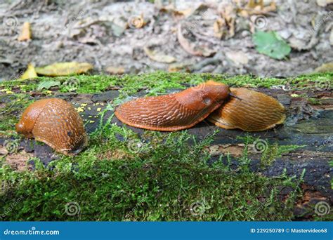 Spanish Slug - Arion Vulgaris. Slugs in Motion, on Tree Stump Stock ...