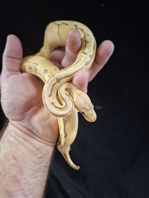 Image result for Enchi Ghost Ball Python