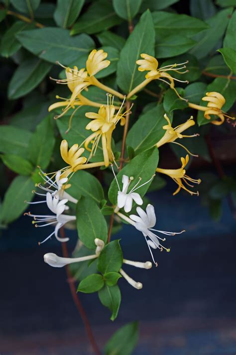 Japanese Honeysuckle Plant: Care and Growing Guide