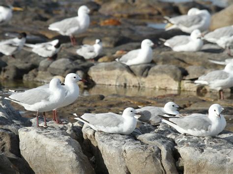Hartlaub's Gull - eBird