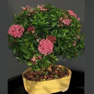 Chainese Evergreen ixora/Rangoon flower plant enhanced your home and ...