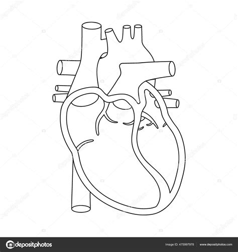 Anatomically Correct Heart – Heart Anatomy Pdf – ZCGK