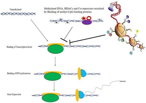 Epigenetic Regulation of Obesity-Associated Type 2 Diabetes