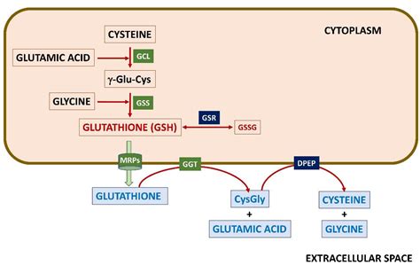 Appraising the Role of Astrocytes as Suppliers of Neuronal Glutathione ...