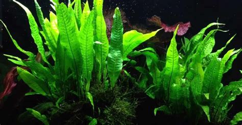 Java Fern Small Leaves at Tip 的图像结果