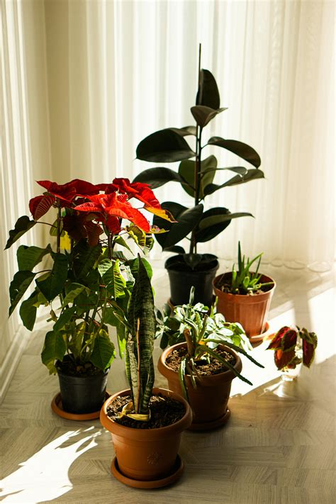 Image result for Python Code Pothos