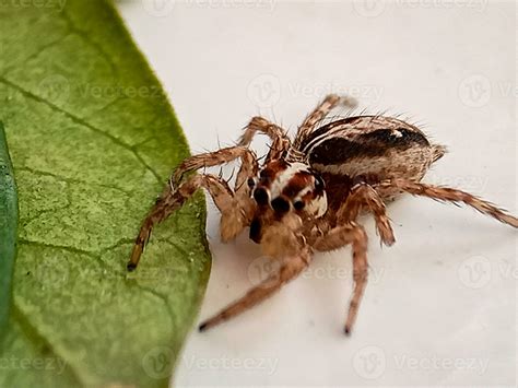 Plexippus paykulli. Pantropical jumping spider. 27666662 Stock Photo at Vecteezy