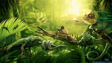 Tropical Rainforest Animals Wallpaper