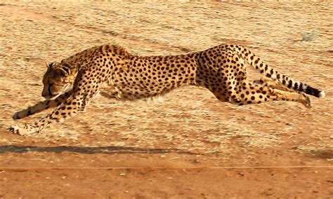 From 100,000 to 7,100: How the World's Fastest Animal Faced a 99% ...