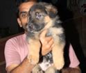 German Shepherd Puppies for Sale in Chennai, German Shepherd Breeders ...