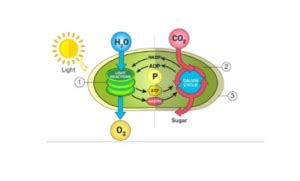 CBSE Class 12th Biology Important Diagrams & Questions