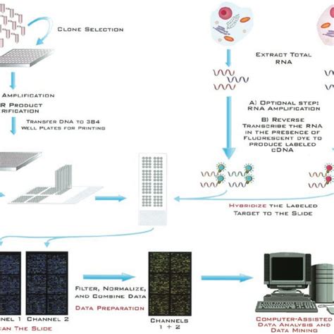 Microarray Method 的图像结果