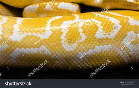 Image result for Royal Python Skin Background