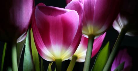 Tennant Funeral Home | Rayville & Bastrop, LA