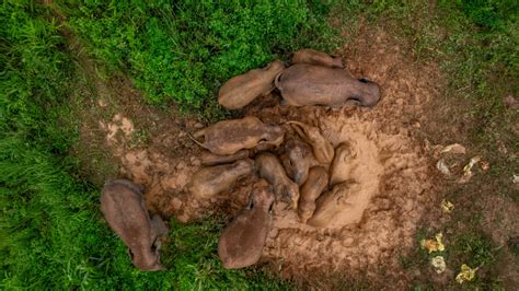 Photos Chine : troupeau d'éléphants à Jinghong au Yunnan — Chine ...