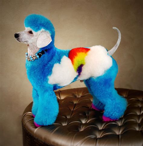 Rainbow Poodle | Creative grooming, Dog grooming, Dog haircuts