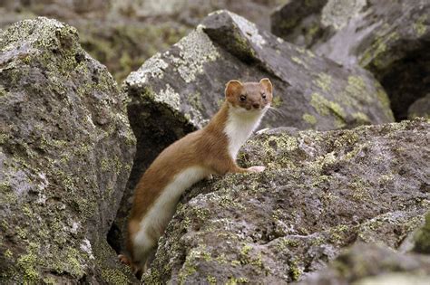 Pet Stoat