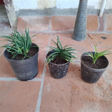 The Four Seasons Mondo Grass Dwarf | Monkey Grass | Ophiopogon ...