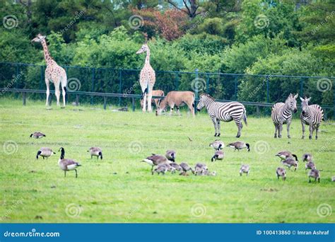 Wild Anumals Eating Grass in the Field Stock Photo - Image of anumals ...