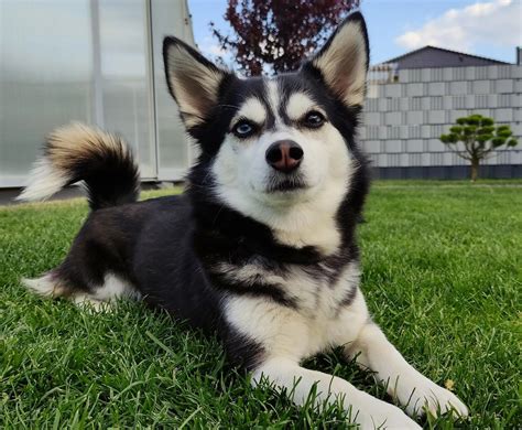 Get To Know The Chihuahua Husky Mix—AKA The Huskyhuahua! - Rocky Kanaka