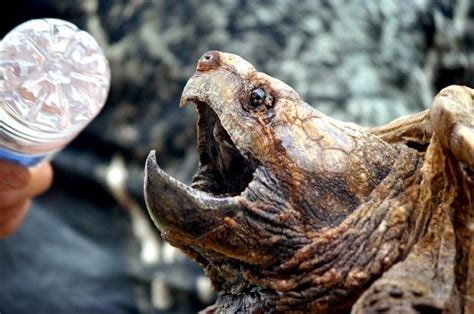 Image result for Alligator Snapping Turtle Location