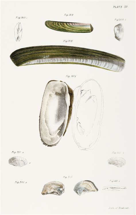 Shell Types 的图像结果