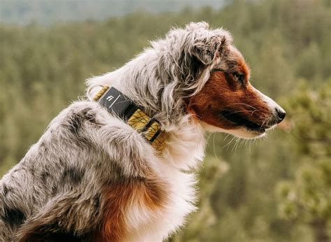 Image result for Egg Shells for Dogs