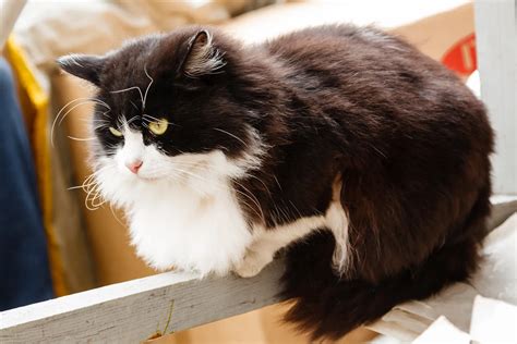 Tuxedo Cat Long Hair Care: Easy & Proven Tips 2026