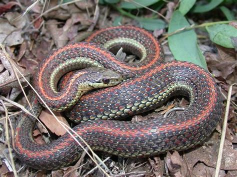 Image result for A Snake Using a Computer