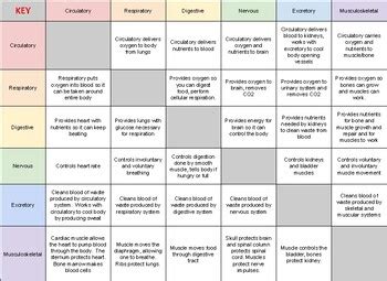 Body System Interaction Chart 的图像结果
