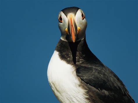 North Atlantic Ocean Animals