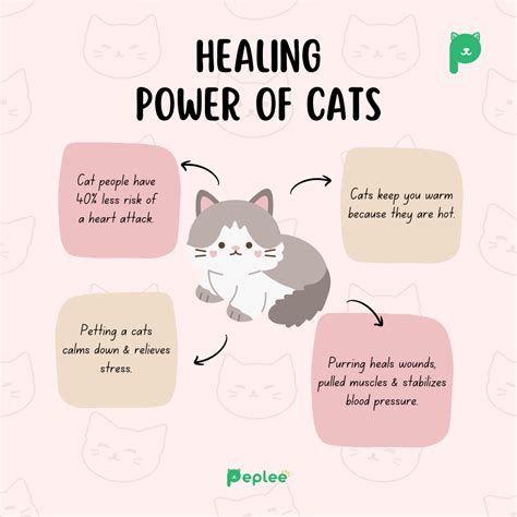 4 Cat Facts: Discover the Healing Power of Cats - benefits of keeping a cat