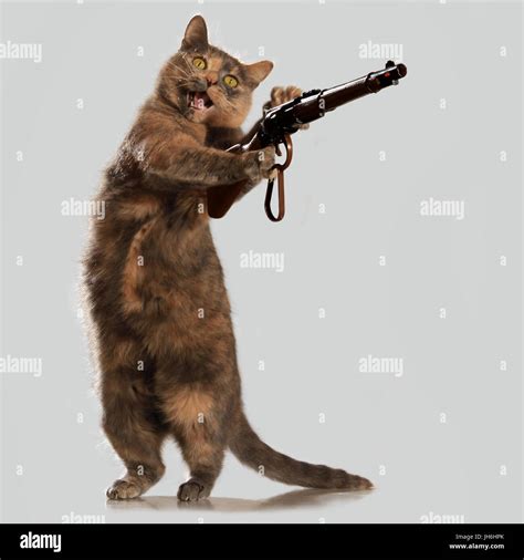 Funny Cat Pictures With Guns
