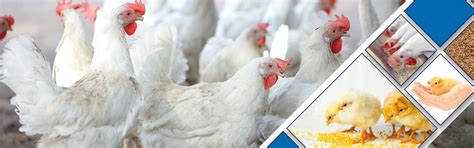 Premix and Nutrition | Provimi