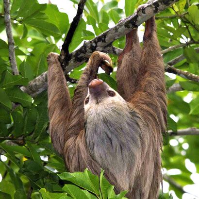 Un oso perezoso une a Costa Rica y Alemania | Meer