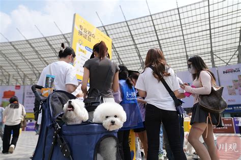 宠博会送什么礼物最新素材