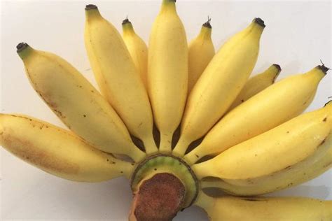 小香蕉是什么品种 - 农敢网