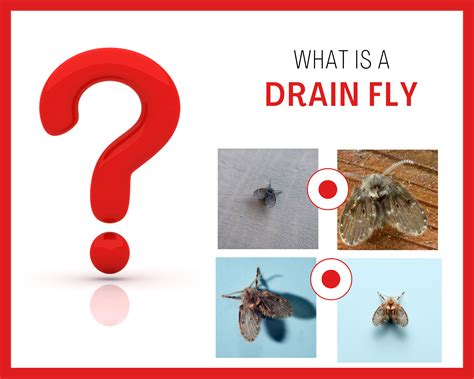 What is a drain fly