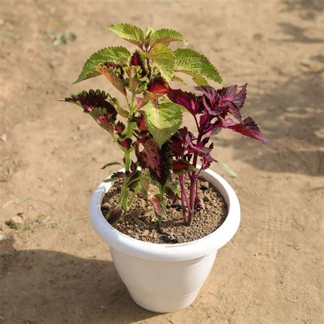 Coleus (any colour & pattern) in 10 Inch Classy White Round Plastic Pot