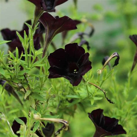 Black petunias 🖤 🌸 The intrigue and beauty of dark blooms