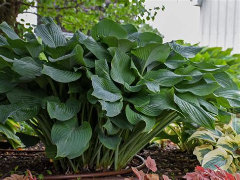 Krossa Regal Hosta - Shade Perennial Giant Blue Hosta Plant – NH Hostas