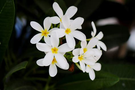 How Does Jasmine Plant Grow at Nancy Milne blog