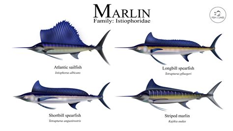 Marlin Vs Sailfish