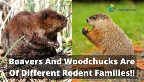 Beaver Woodchuck | Learning The Key Differences