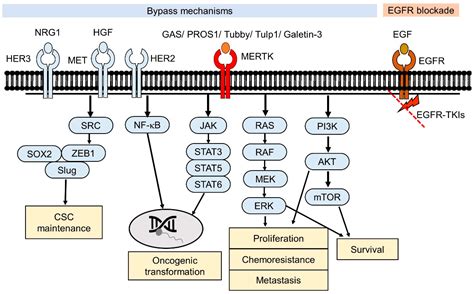 MERTK Inhibition: Potential as a Treatment Strategy in EGFR Tyrosine ...