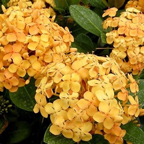 NurseryNature Ixora Dwarf (Yellow) Plant/Flower Plant : Amazon.in ...