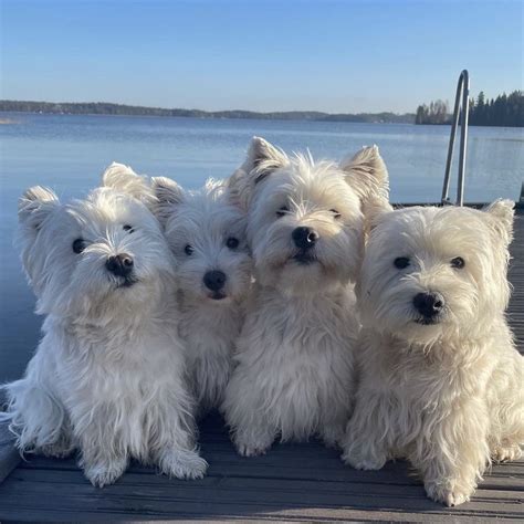Pin by Mary Jarman Smith on Westies | Westie dogs, Westie puppies, West ...