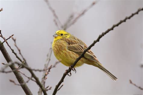 Yellowhammer State Bird Of Alabama Connect Dots Why Is Alabama Called
